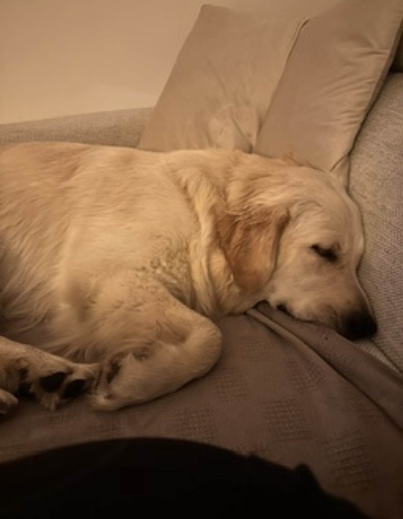 Bella che dorme sul divano