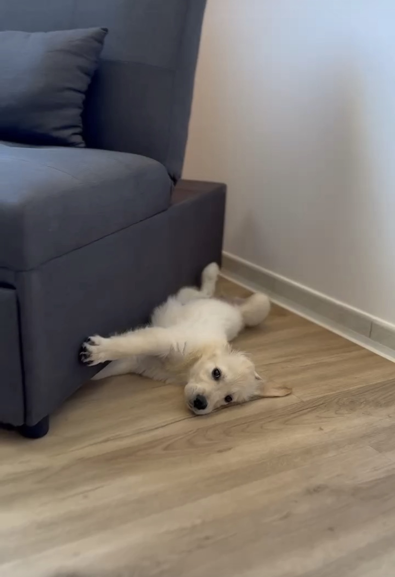 Bella cucciola a pancia in su