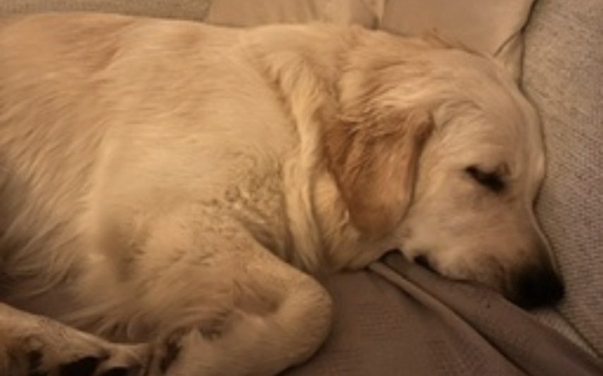 Cane felice in riva al lago — Il Branco