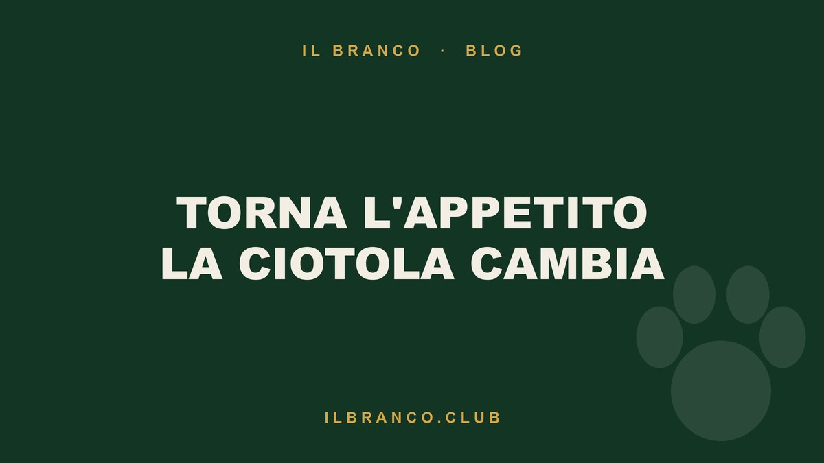 L’appetito è tornato: rimettere a posto la ciotola dopo l’estate