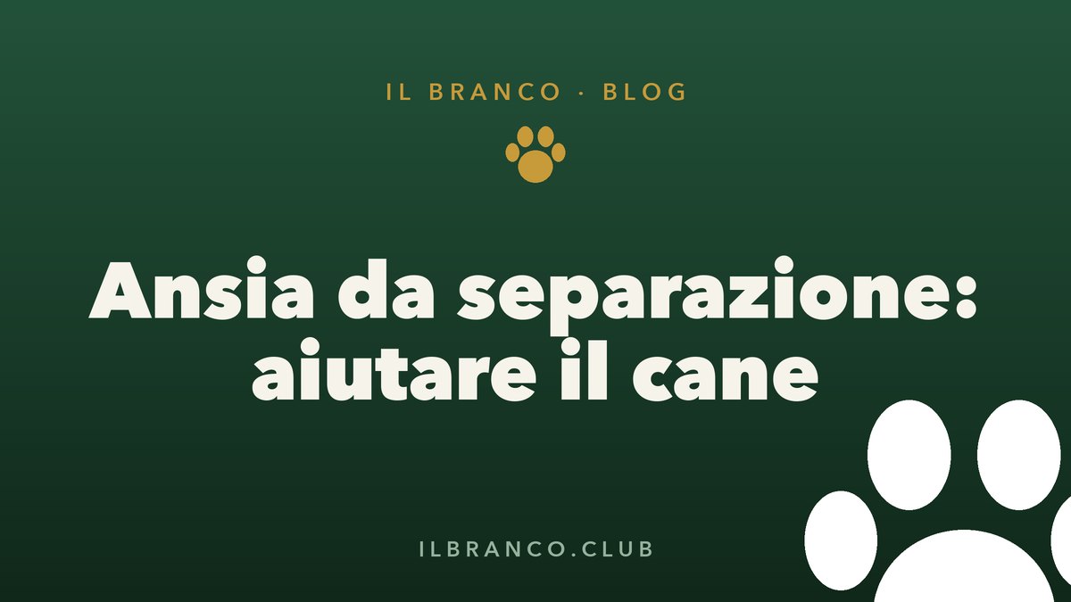 Ansia da separazione nel cane: riconoscerla e aiutarlo