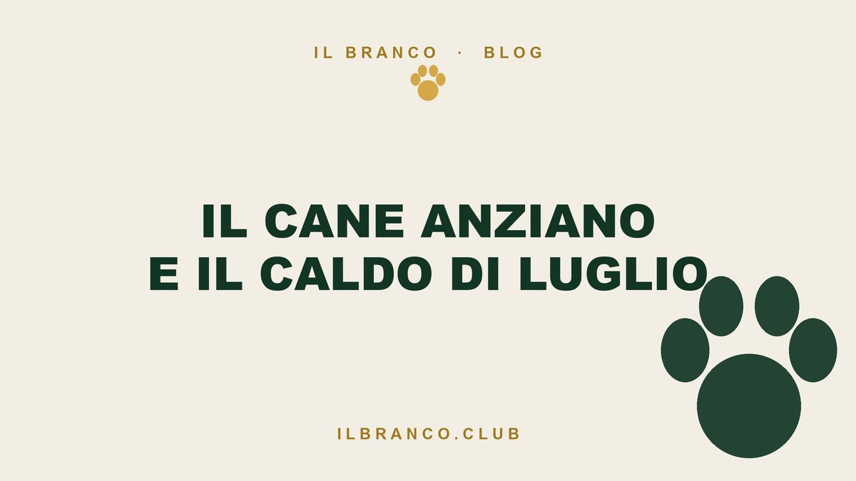 Cane anziano e caldo: cosa cambia e come proteggerlo davvero