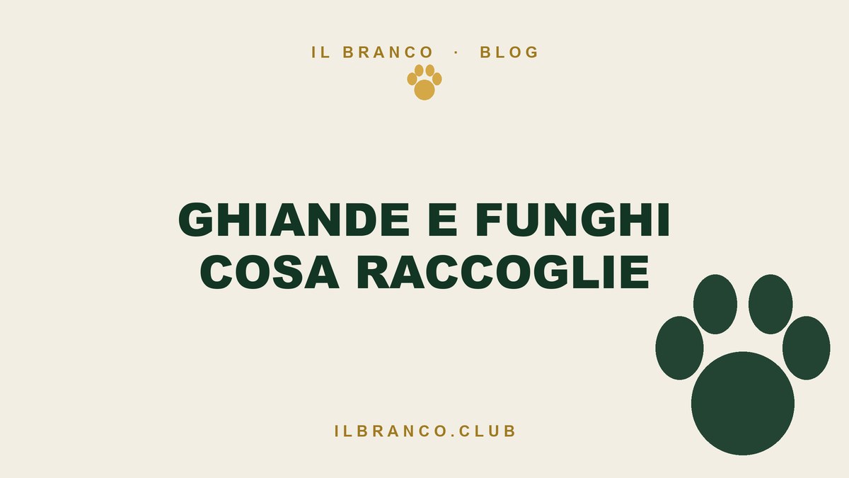 Ghiande, castagne e funghi: cosa raccoglie il cane nel bosco a settembre