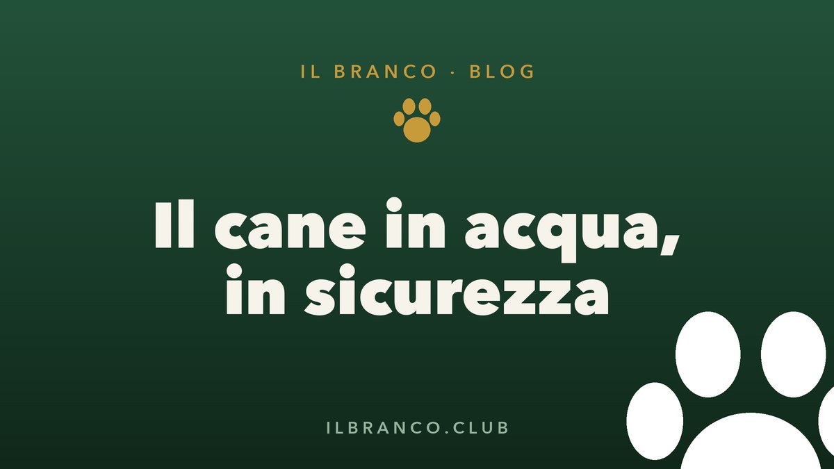 Il cane puo nuotare? Acqua e bagni in sicurezza