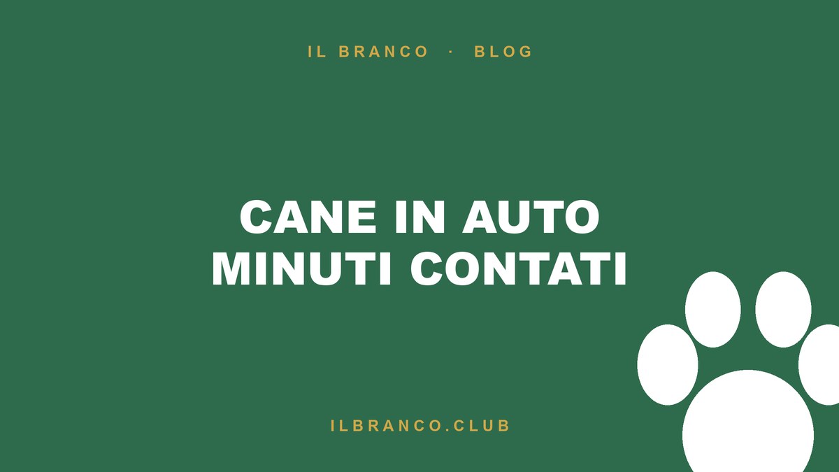 Cane chiuso in auto d'estate: perché è pericoloso e cosa fare se ne vedi uno
