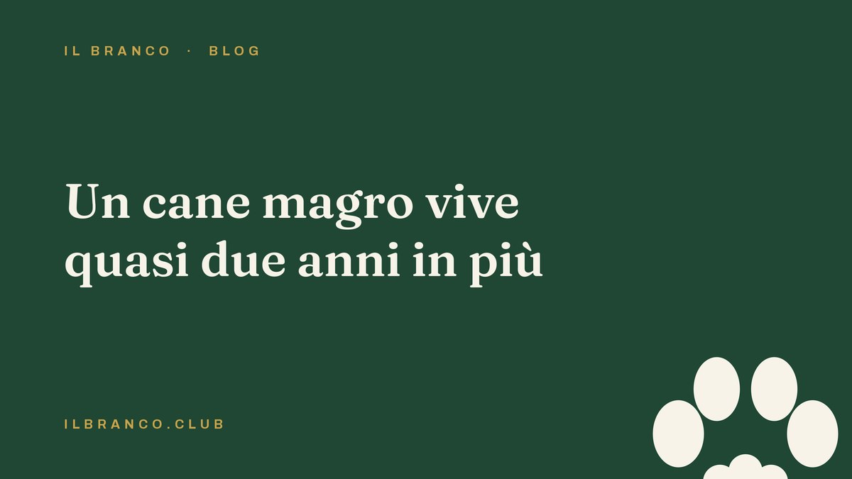 Un cane magro vive quasi due anni in più: lo studio sui 48 Labrador