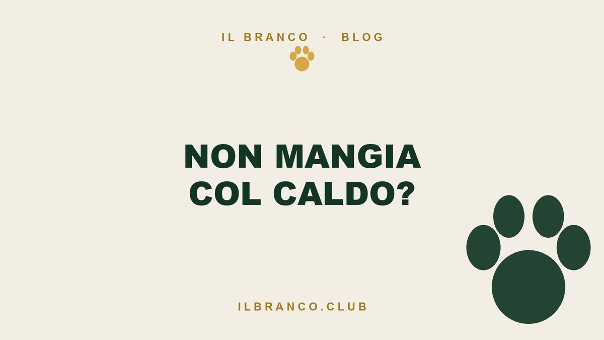 Il cane non mangia col caldo: quando è normale e quando no