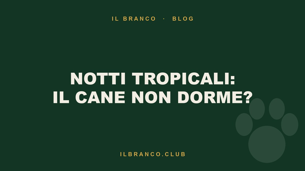 Notti tropicali: come far dormire il cane quando il caldo non molla