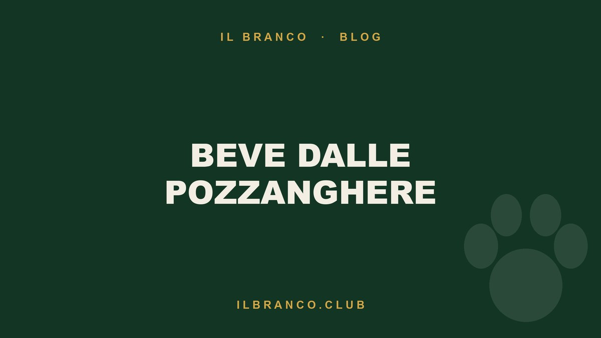 Il cane beve dalle pozzanghere: cosa rischia davvero a settembre