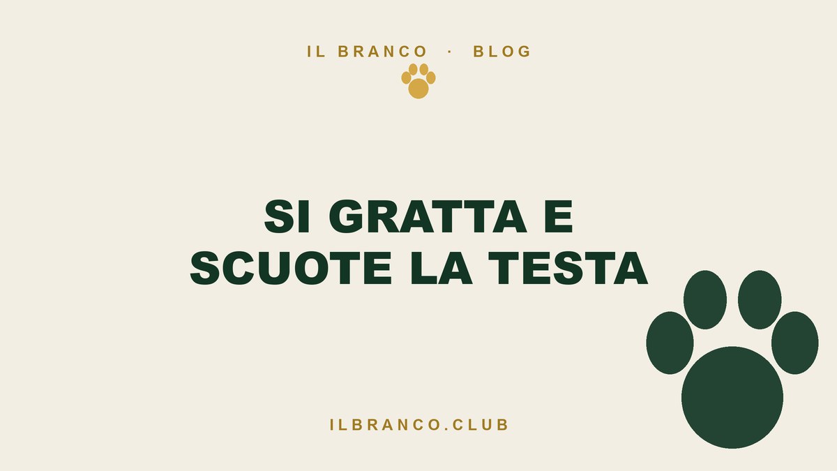 Il cane si gratta e scuote la testa: il prurito di fine estate