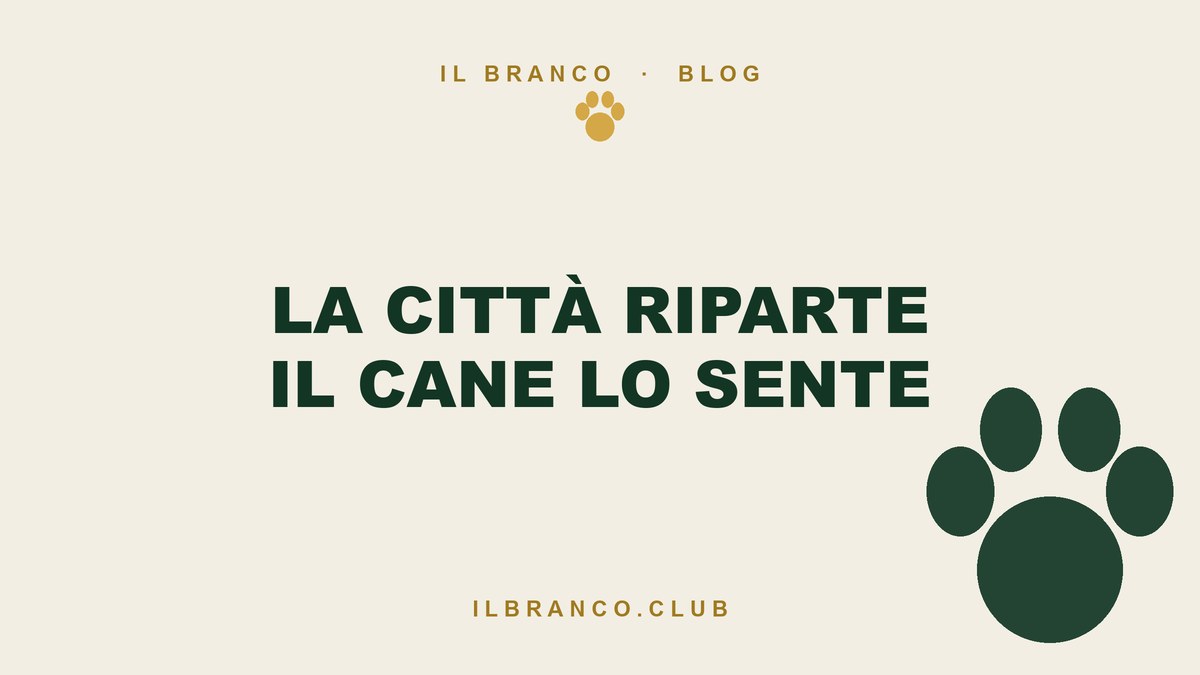 La città riparte e il cane lo sente: rumori, cantieri e traffico