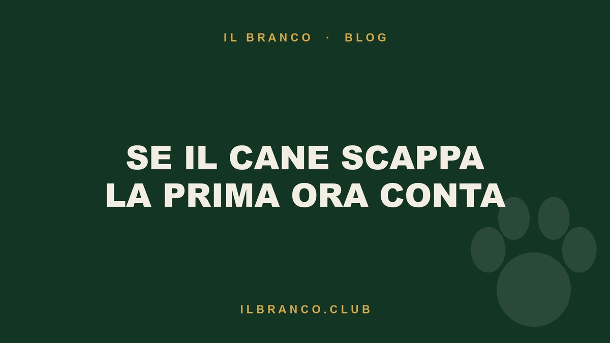 Il cane è scappato: cosa fare nella prima ora