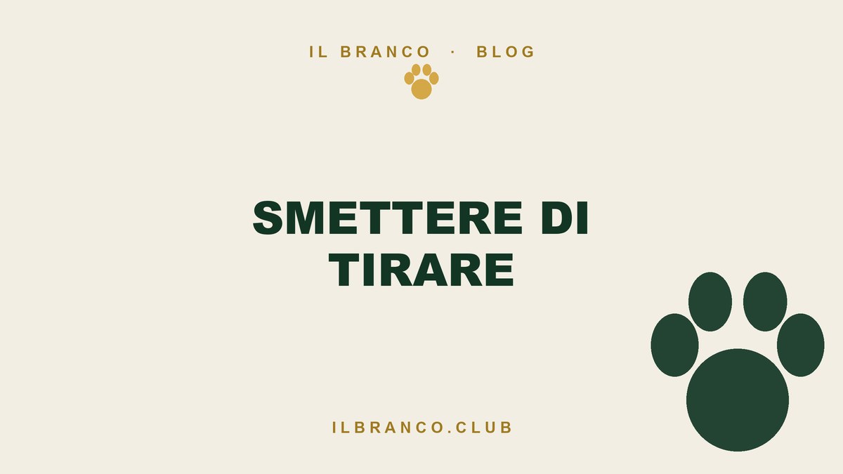 Il cane tira al guinzaglio: il piano delle due settimane