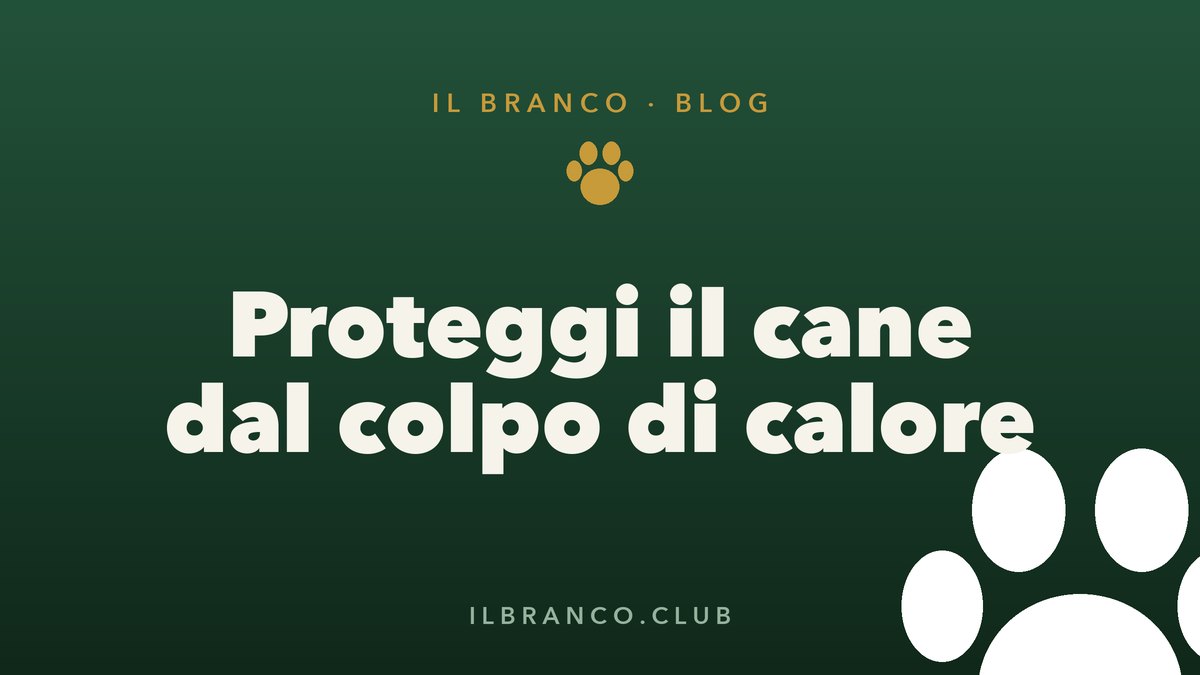 Colpo di calore nel cane: sintomi, cosa fare e prevenzione