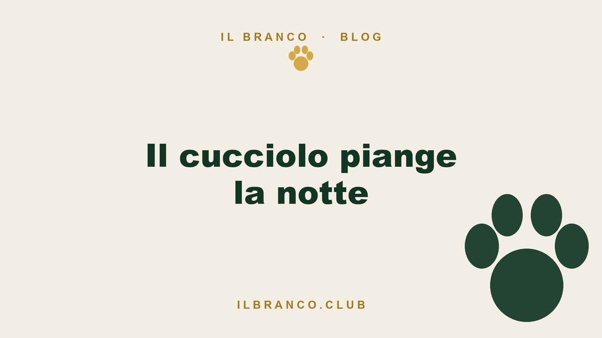 Il cucciolo piange la notte: perché lo fa e cosa funziona