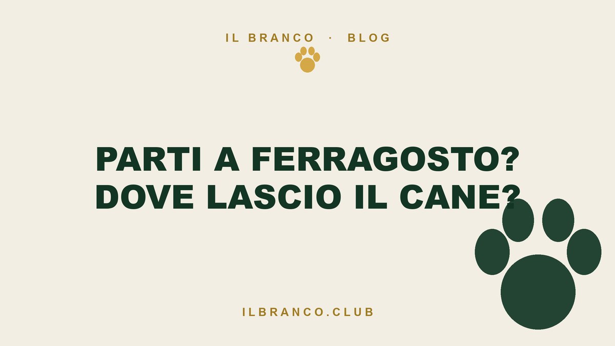 Dove lasciare il cane a Ferragosto: pensione, dog sitter o portarlo con te