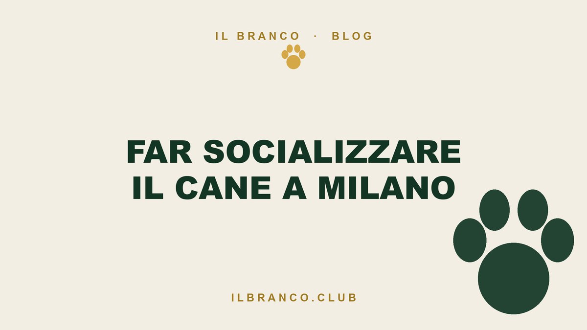 Far socializzare il cane a Milano: dove andare e cosa evitare