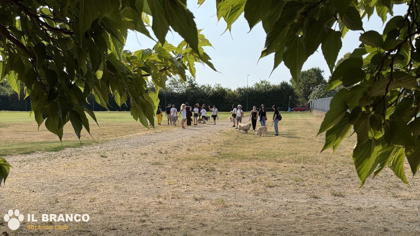 Il gruppo del Branco cammina lungo il sentiero in una radura, visto da lontano