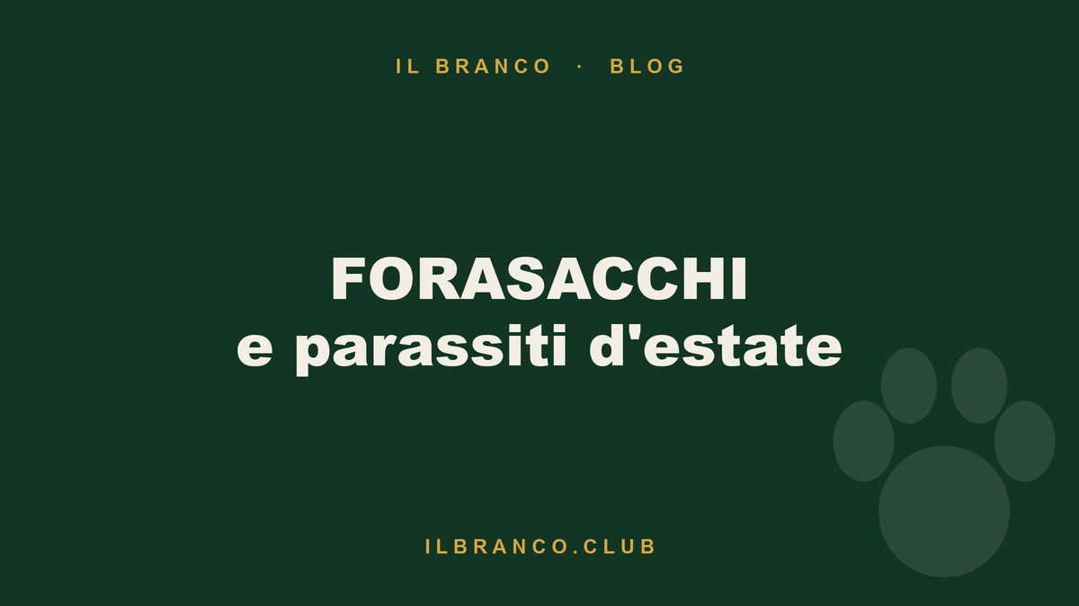 Forasacchi e parassiti estivi del cane: come proteggerlo