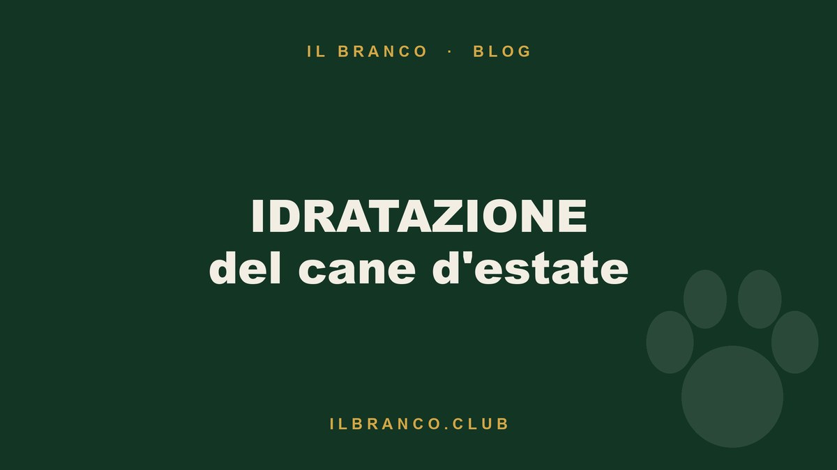 Idratazione del cane in estate: quanta acqua e come farlo bere