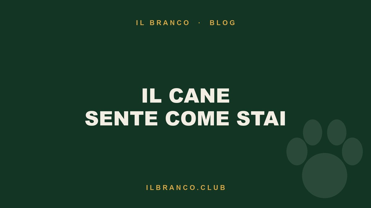 Il cane sente come stai: lo studio sul cortisolo nel pelo