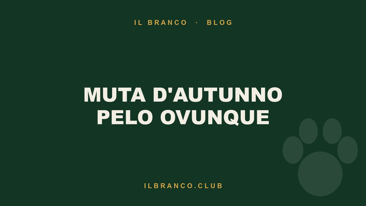Muta d’autunno: perché da fine agosto il cane perde pelo ovunque
