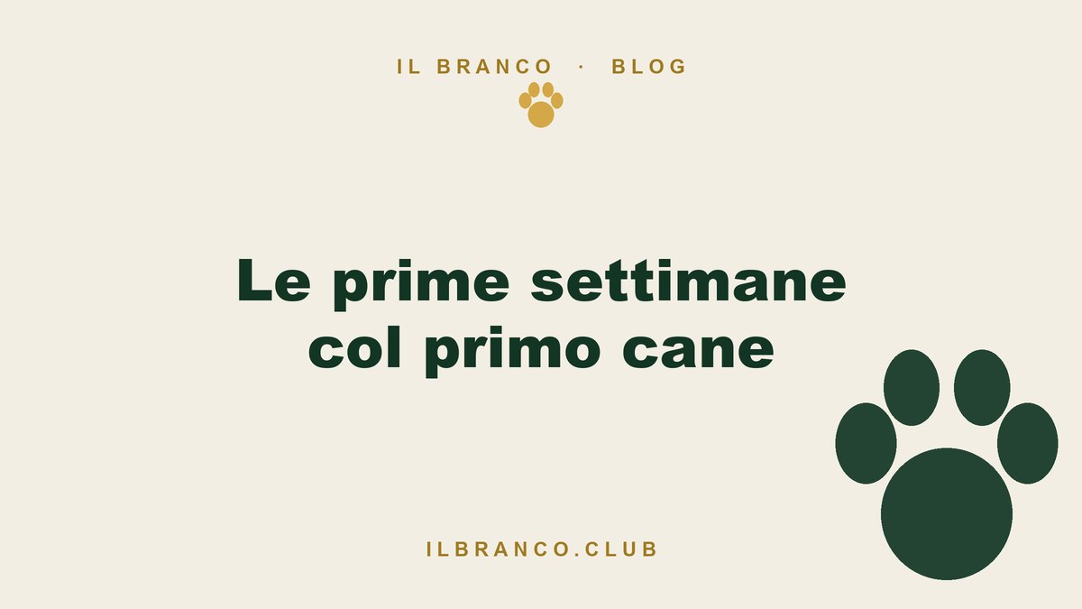 Le prime settimane col primo cane: cosa succede davvero
