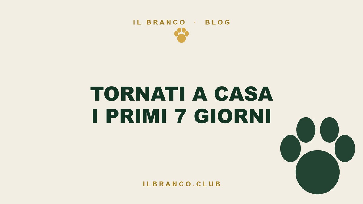 Rientro dalle vacanze col cane: i primi sette giorni a casa