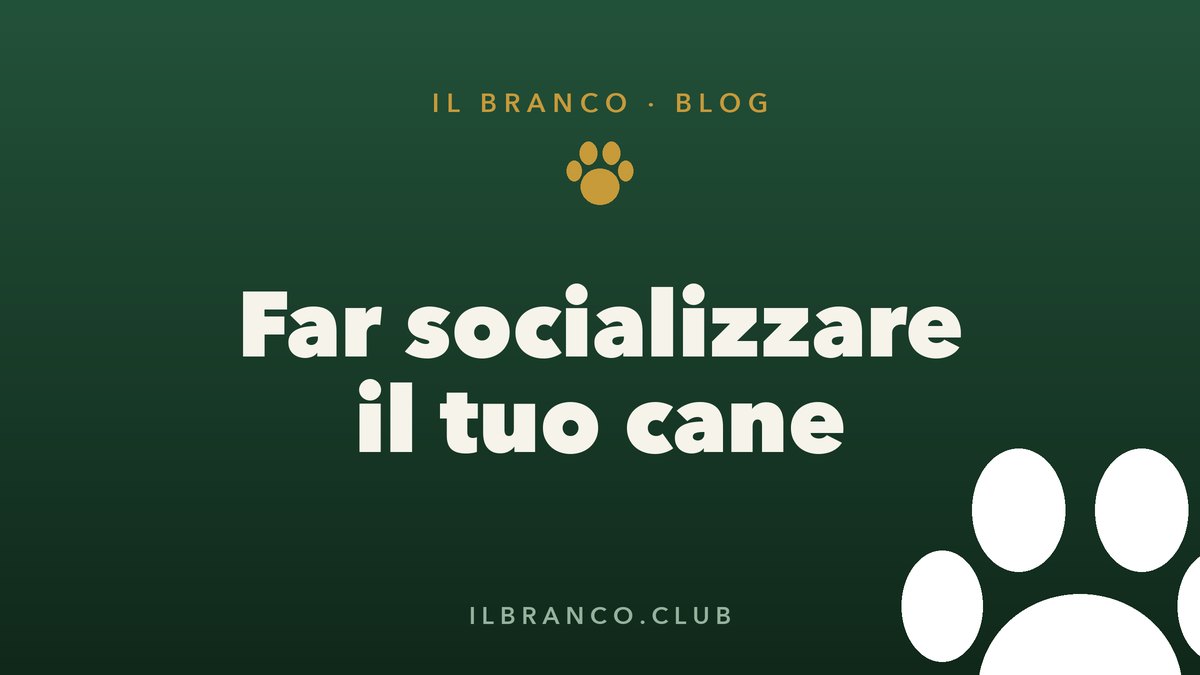 Come far socializzare il cane: guida per cuccioli e adulti