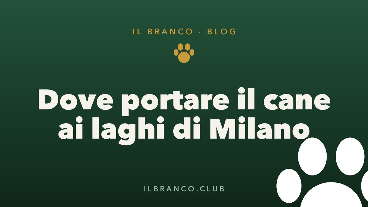 Spiagge per cani vicino a Milano: dove portare il cane ai laghi