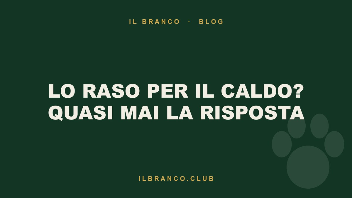 Tosare il cane d'estate: quando aiuta e quando fa danni
