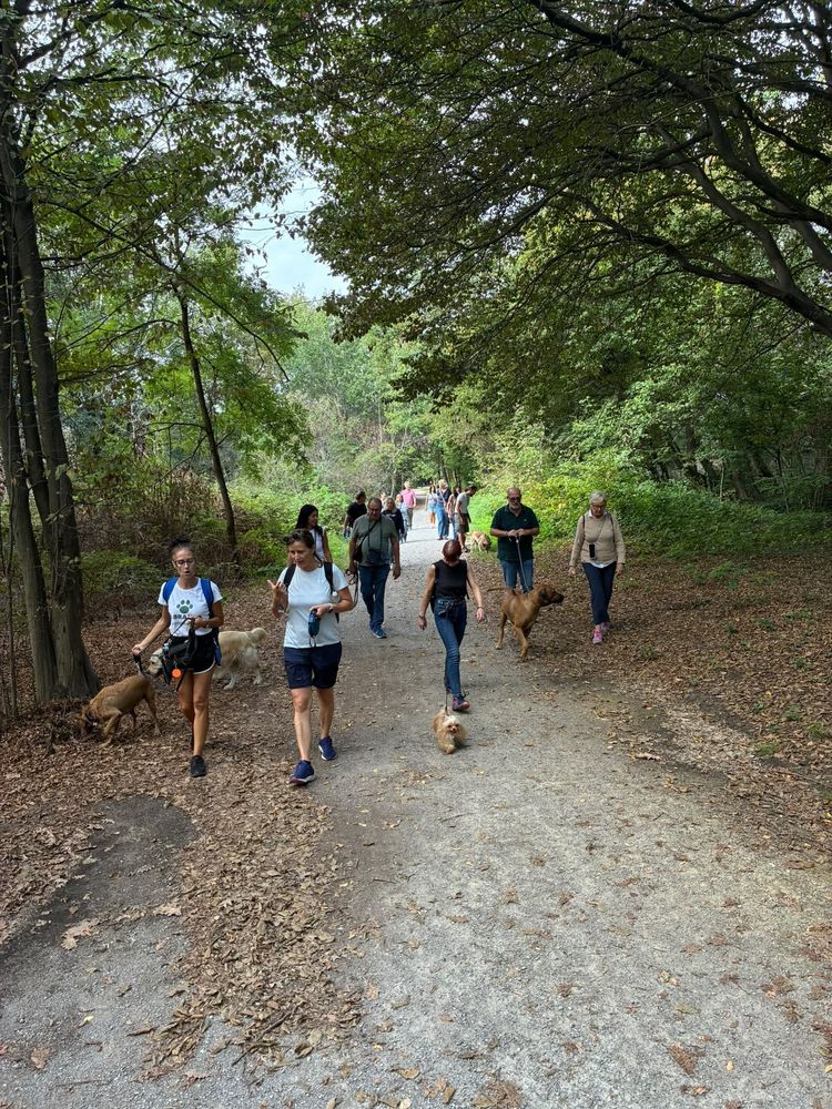 Il gruppo cammina nel bosco