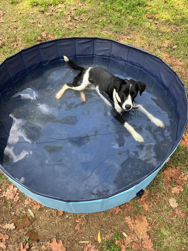 Un cane si rinfresca nella piscina