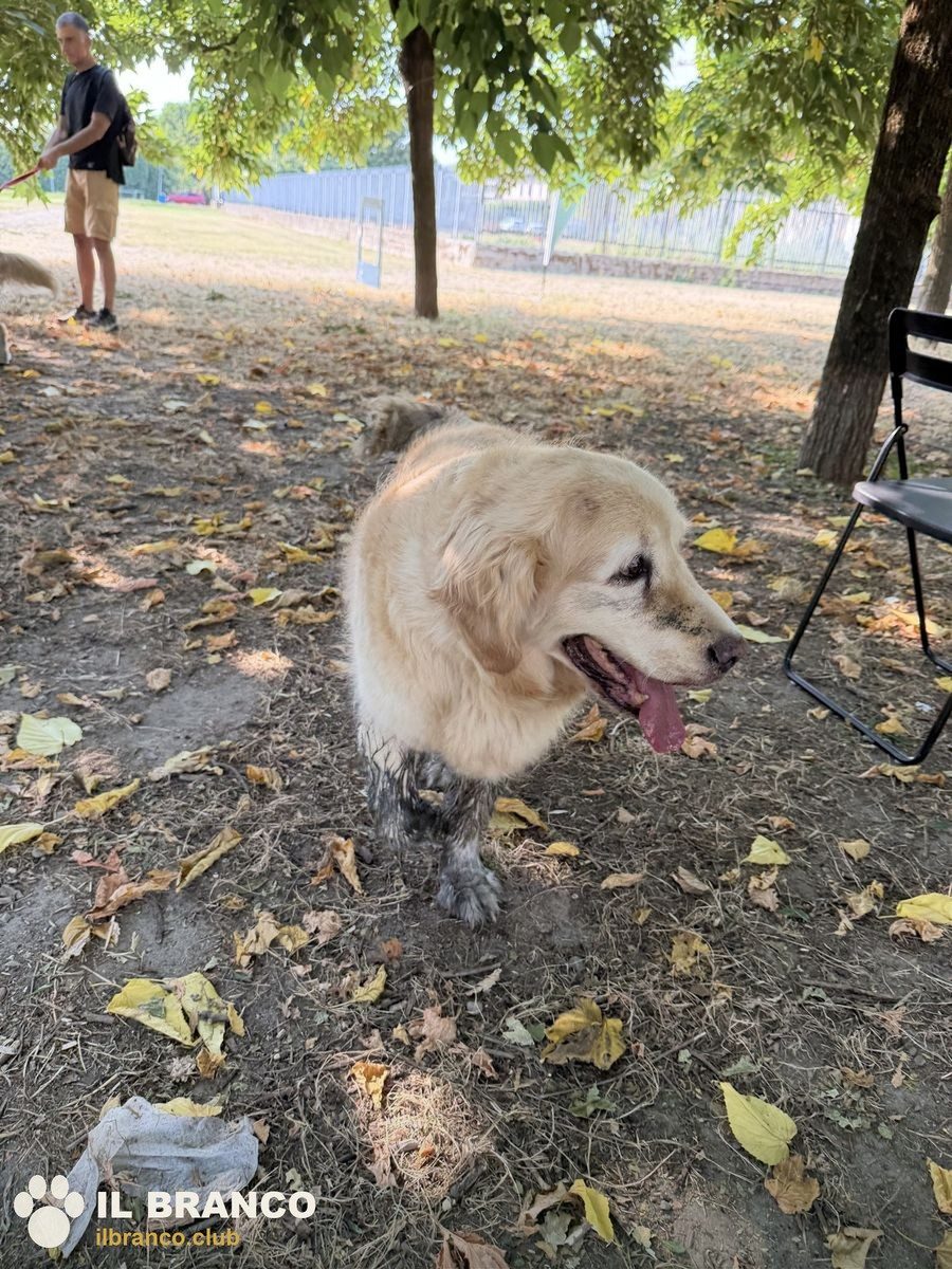 Un golden retriever all'ombra