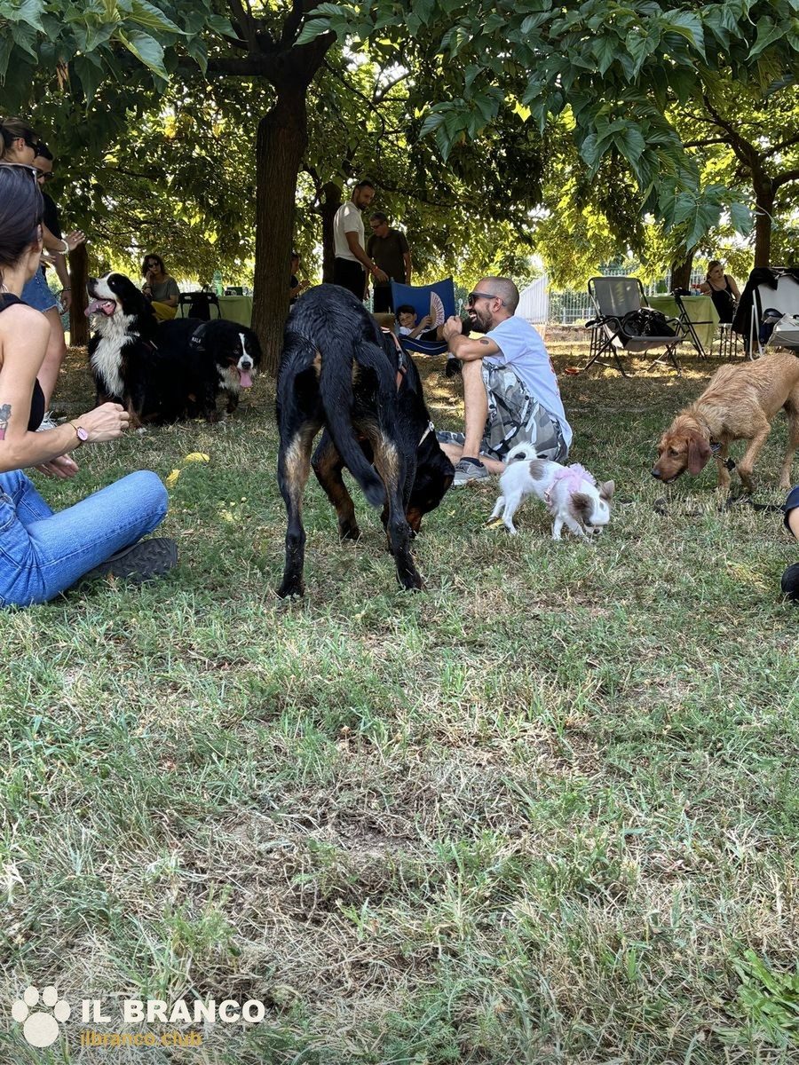 Cani che si conoscono annusandosi
