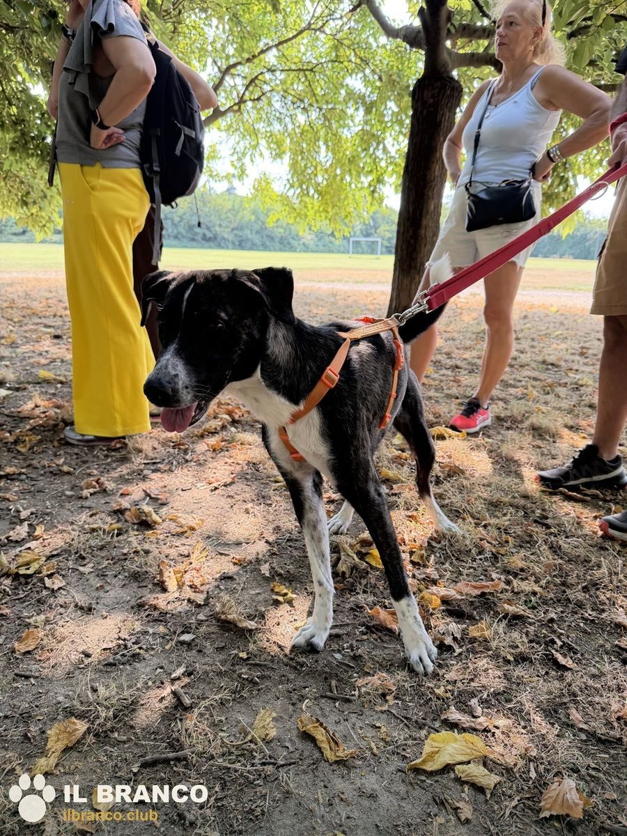 Un cane bianco e nero con la pettorina