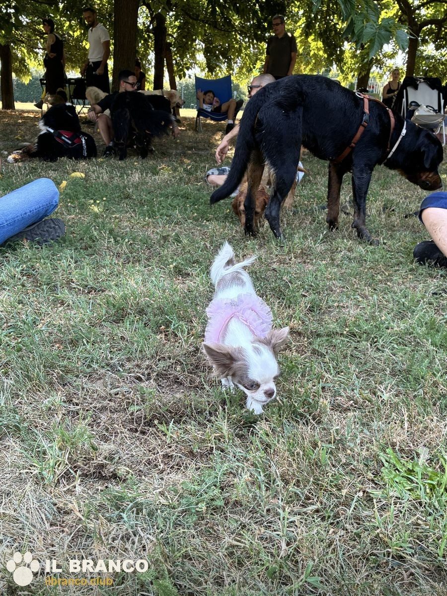 Un cane piccolo in mezzo al prato
