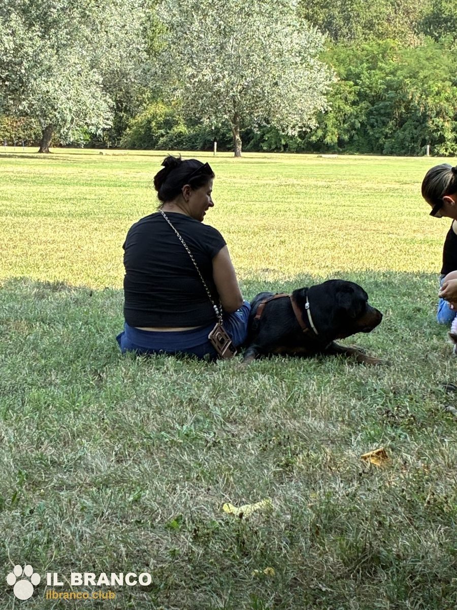 Seduti sull'erba con i cani