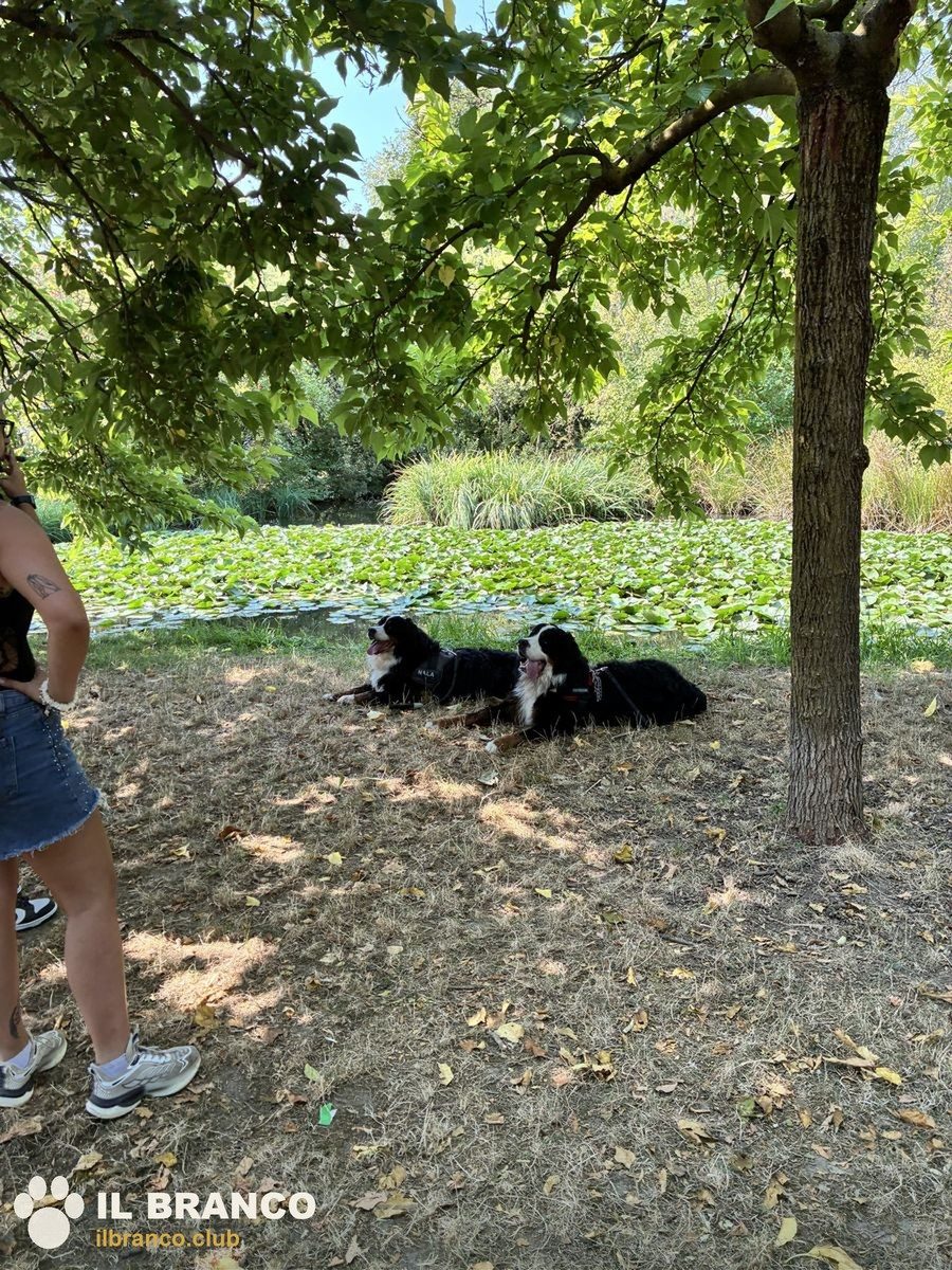 Cani a riposo all'ombra