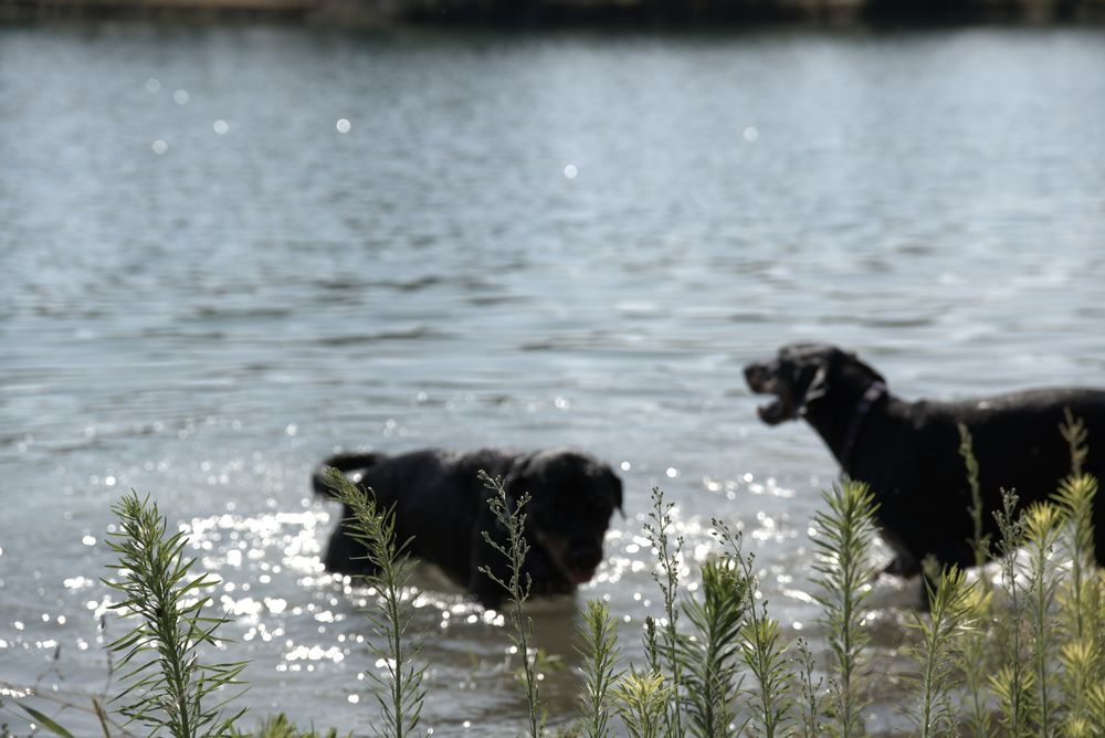 Due cani neri fanno il bagno nel lago