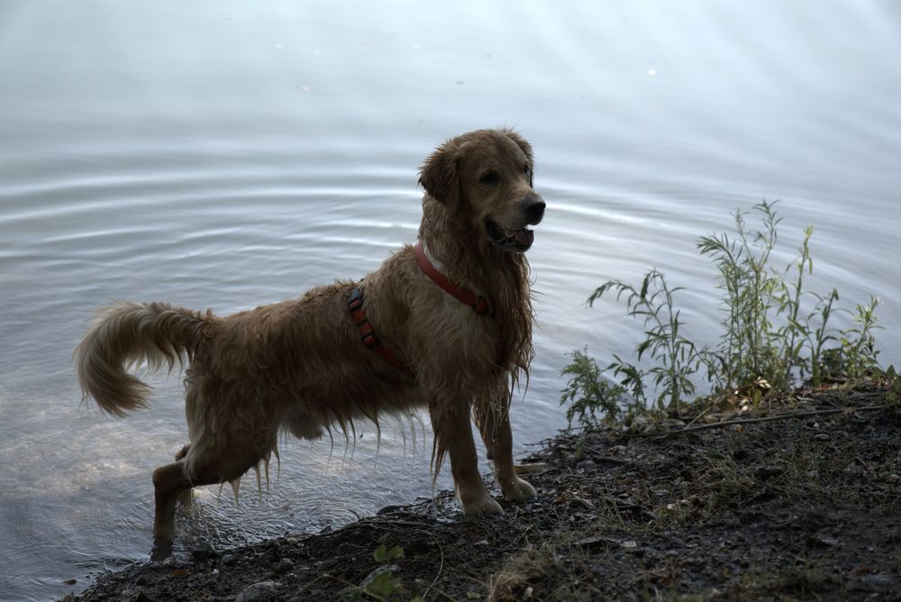 Un golden sulla riva del lago