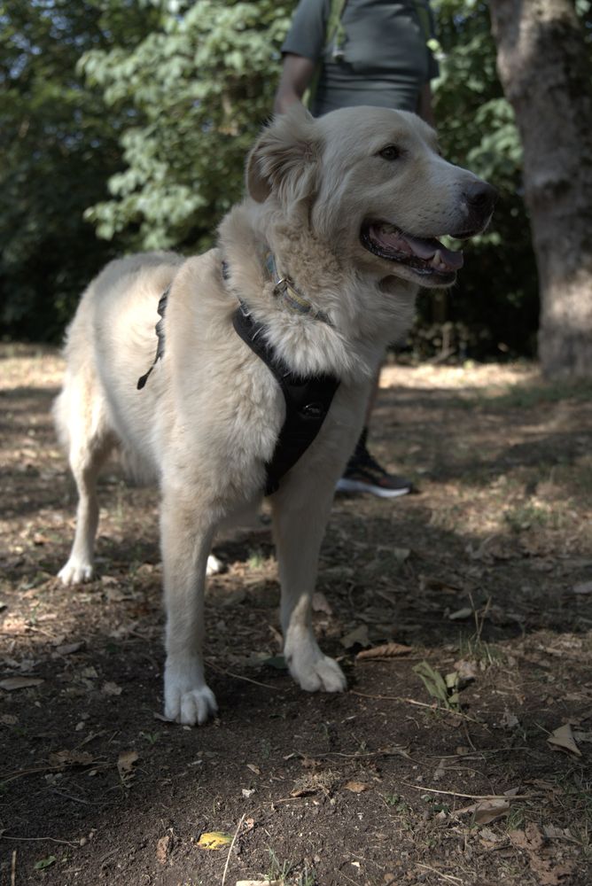 Un cane bianco al guinzaglio sotto gli alberi