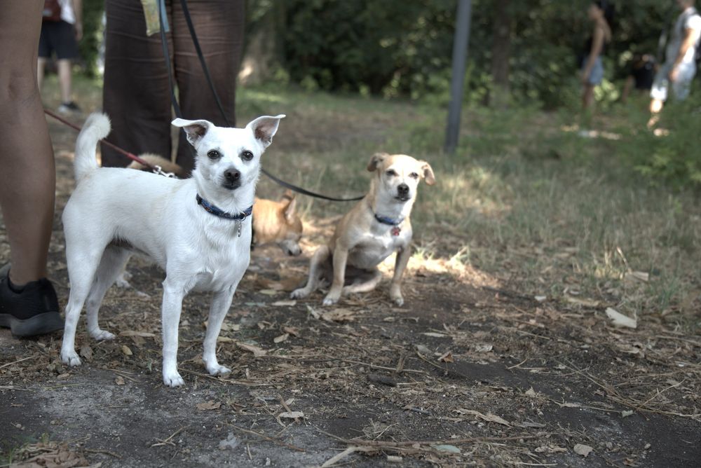 Due cani piccoli si conoscono