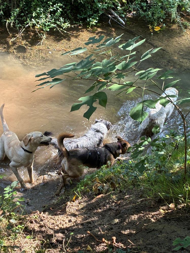 Cani nell'acqua della roggia