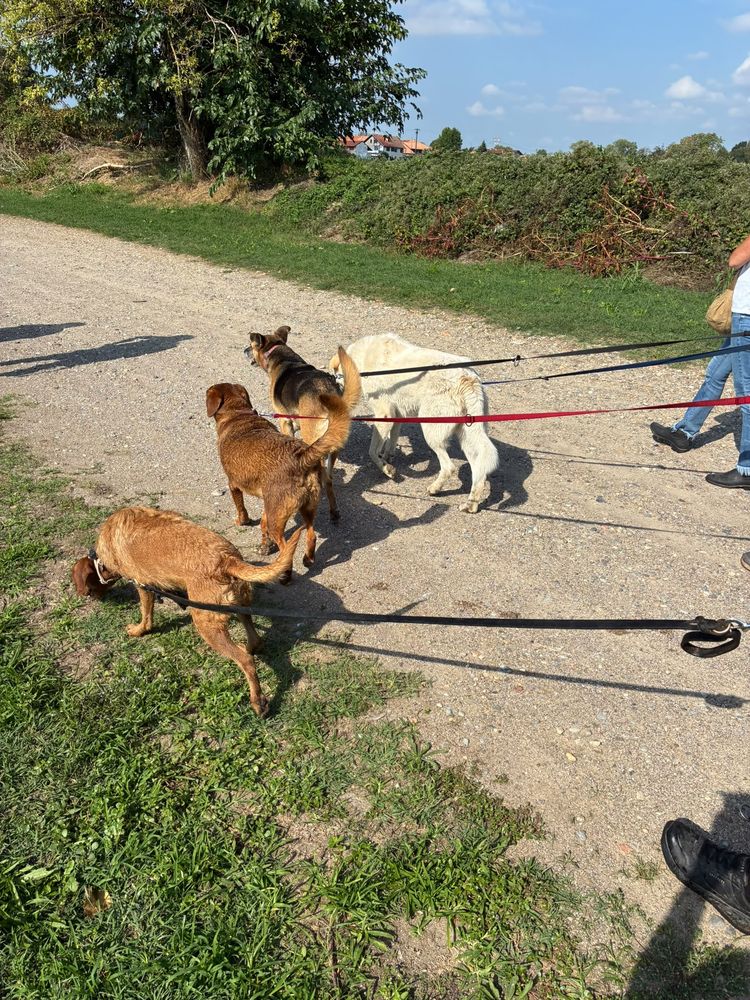 Cani che si annusano sullo sterrato