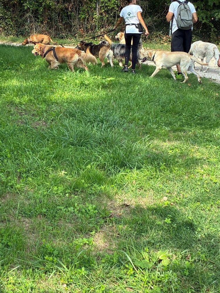 Un gruppo di cani corre insieme sul prato