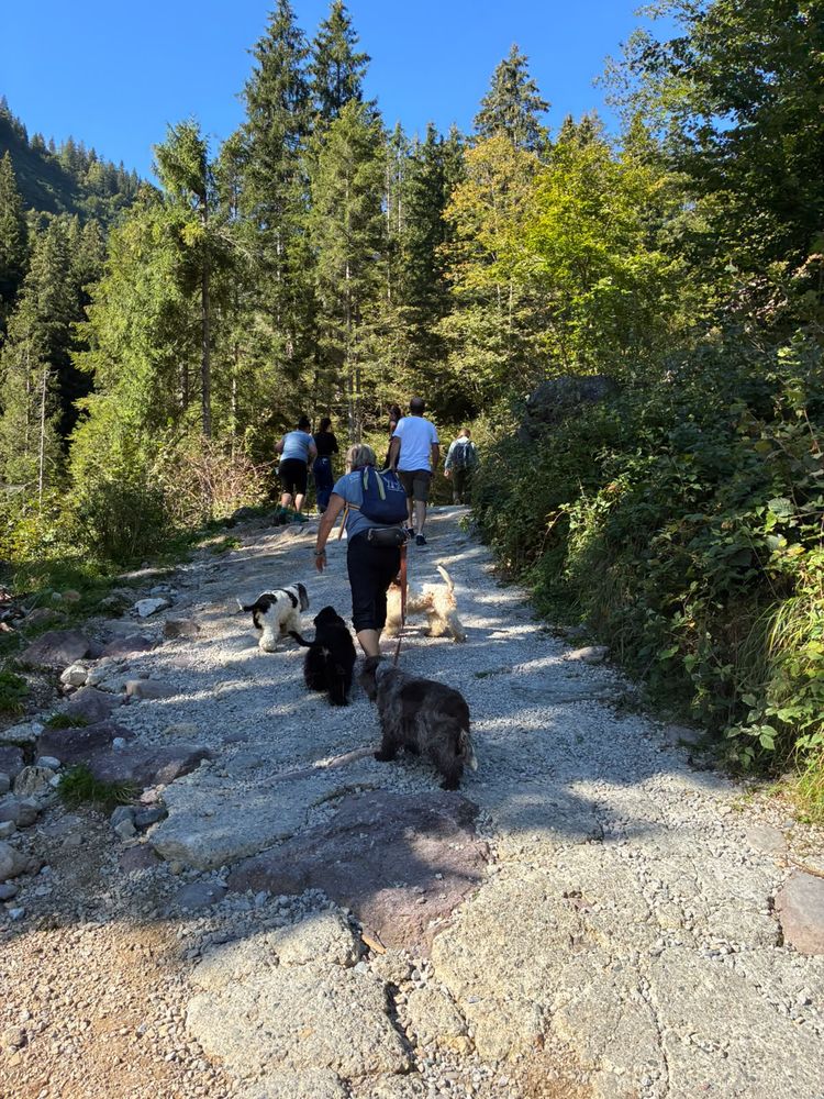 Il gruppo sale lungo il sentiero nel bosco