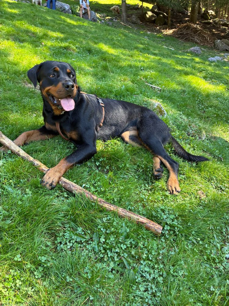 Un rottweiler sdraiato col suo bastone