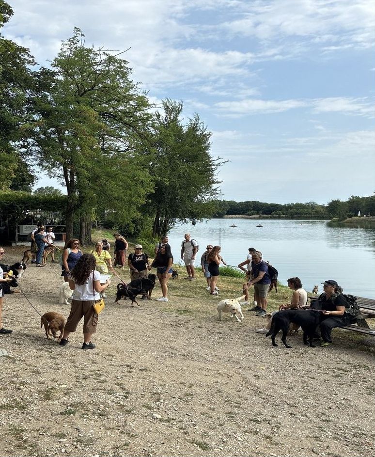 Cani e persone sulla spiaggia del lago