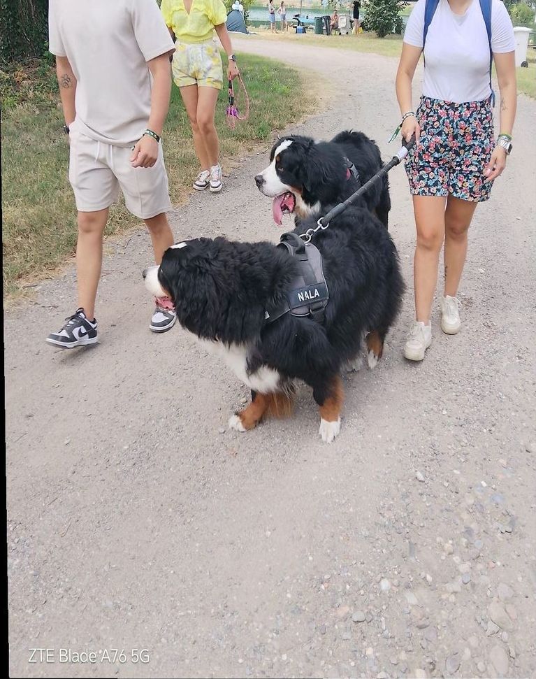 Un bovaro del bernese in passeggiata